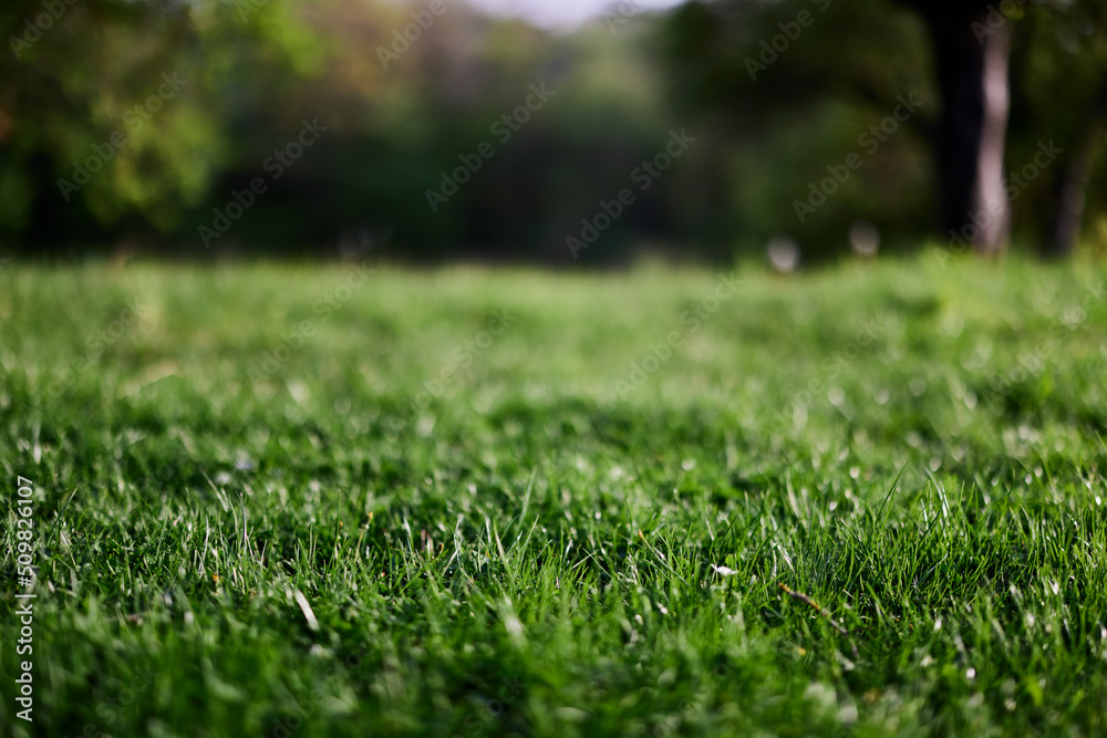 Fresh green grass in an alpine meadow in sunlight Fresh green grass in an alpine meadow in sunlight