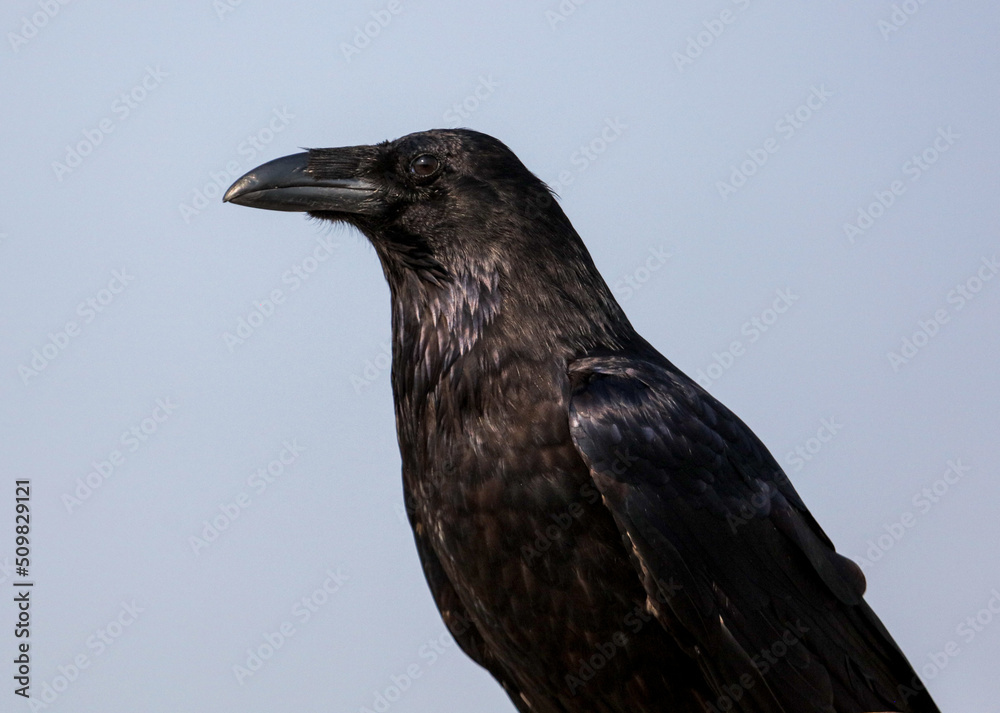 Fototapeta premium Portrait of a black crow against a sky