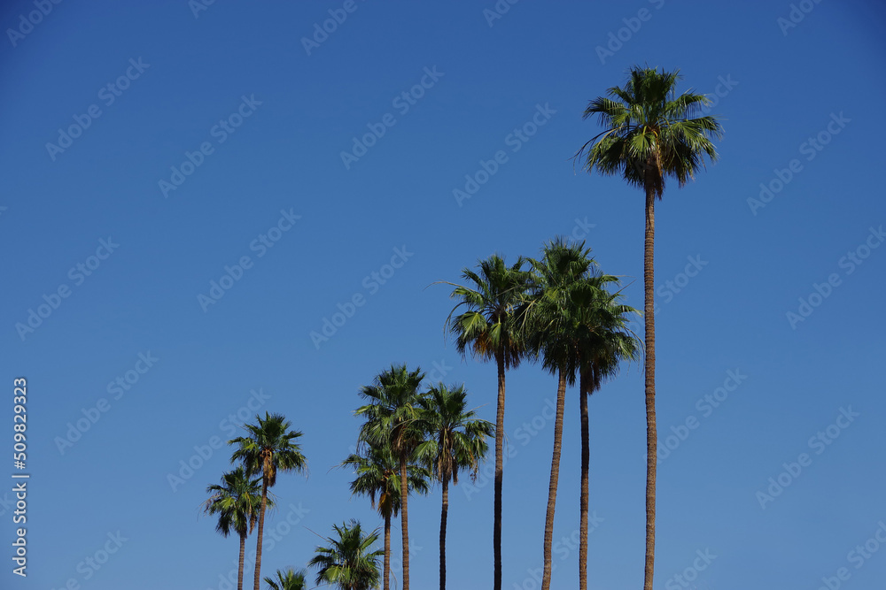 Tall California fan palms under bight blue sky