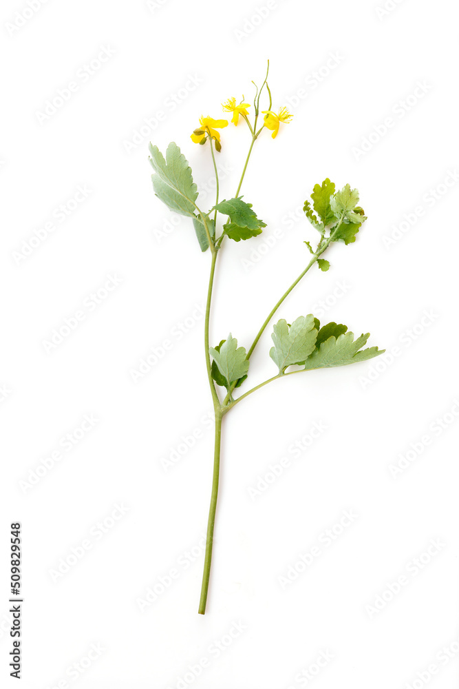 Celandine yellow flowers isolated on white background