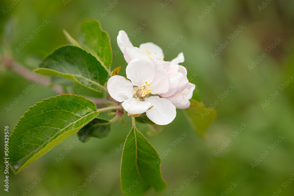 Obraz premium Flowers on an apple tree in spring.