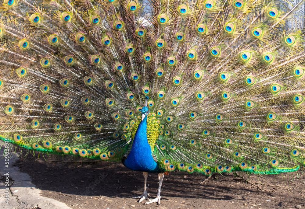 Obraz premium Portrait of a peacock in nature.