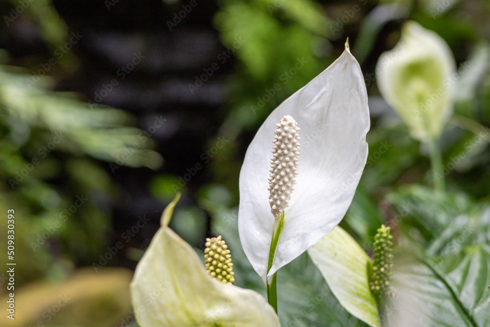 flamingo flower white close up flamingo flower white close up