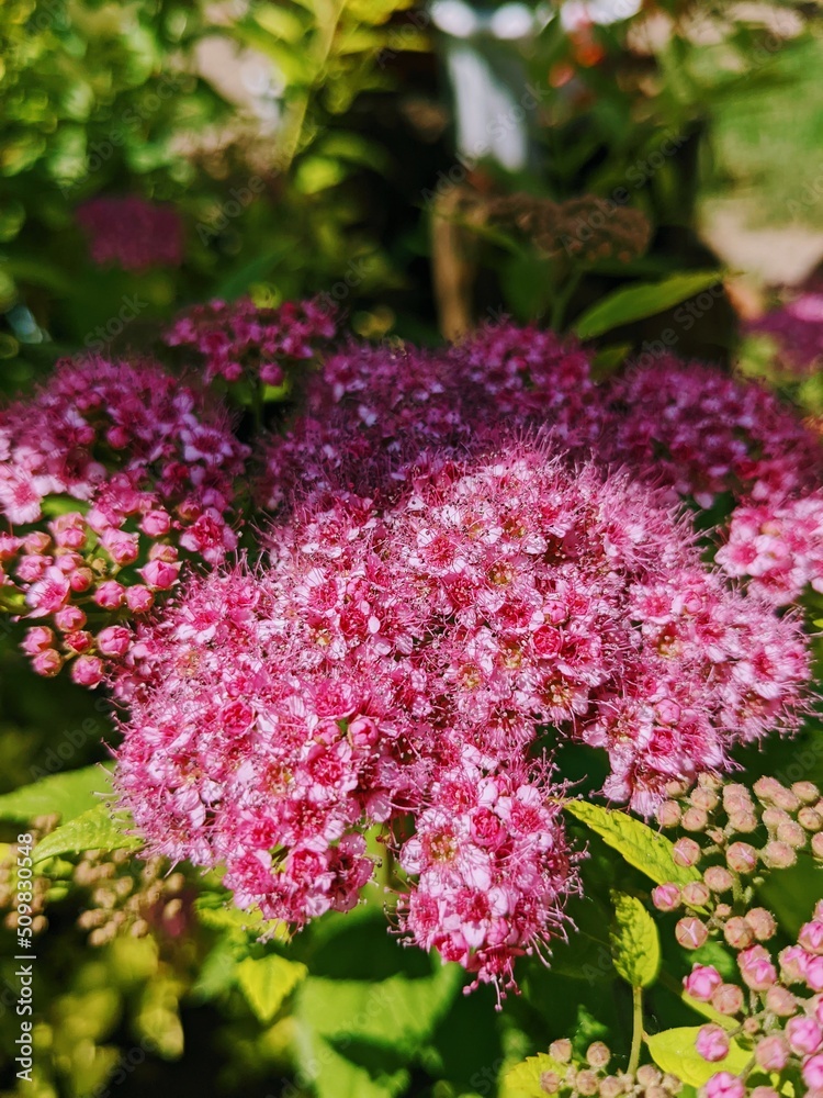 pink flowers pink flowers