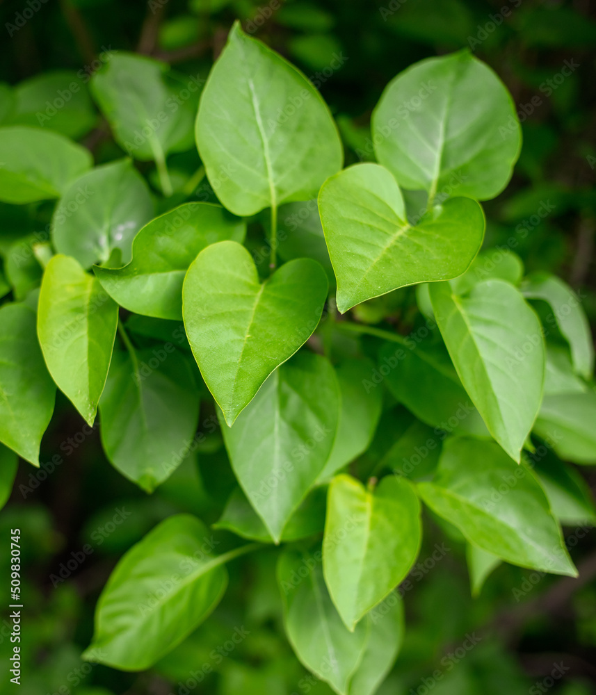 Green leaves on the tree. Green leaves on the tree.