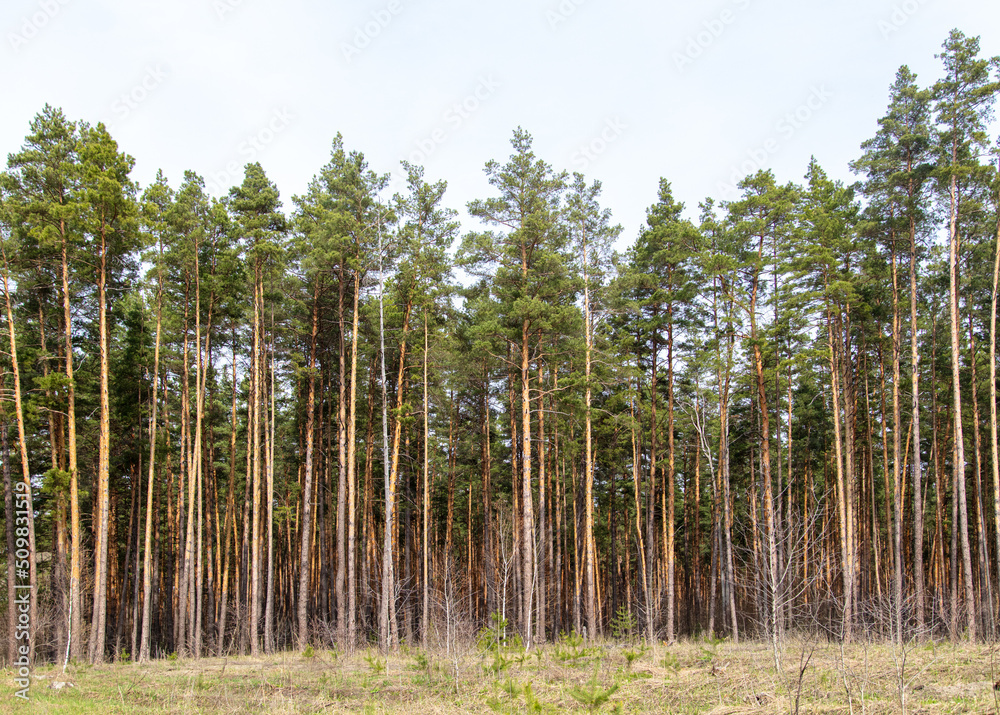 Pine trees in the forest as a background. Pine trees in the forest as a background.
