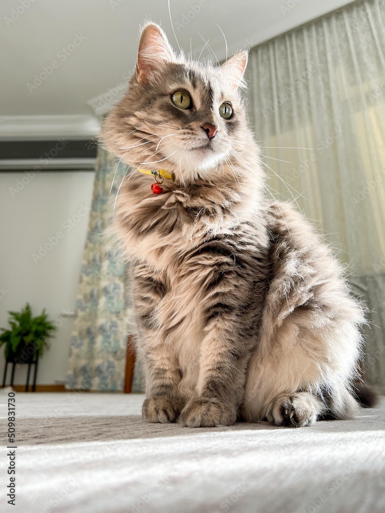 beautiful tabby gray cat sitting on floor in living room at home