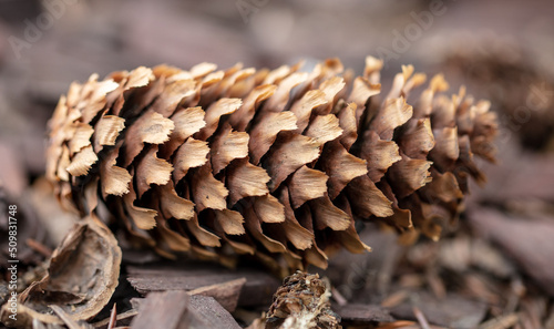 Fir cone in the park in nature.
