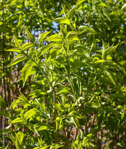 Green leaves in nature as a background.