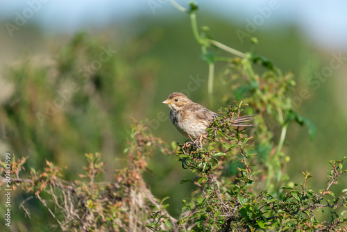 A corn bunting stands perched among the bushes