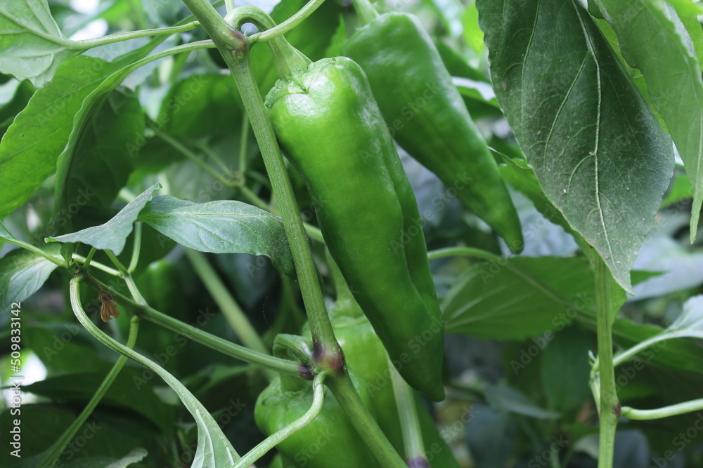 Sweet green peppers on plant garden. Sweet green peppers on plant garden.