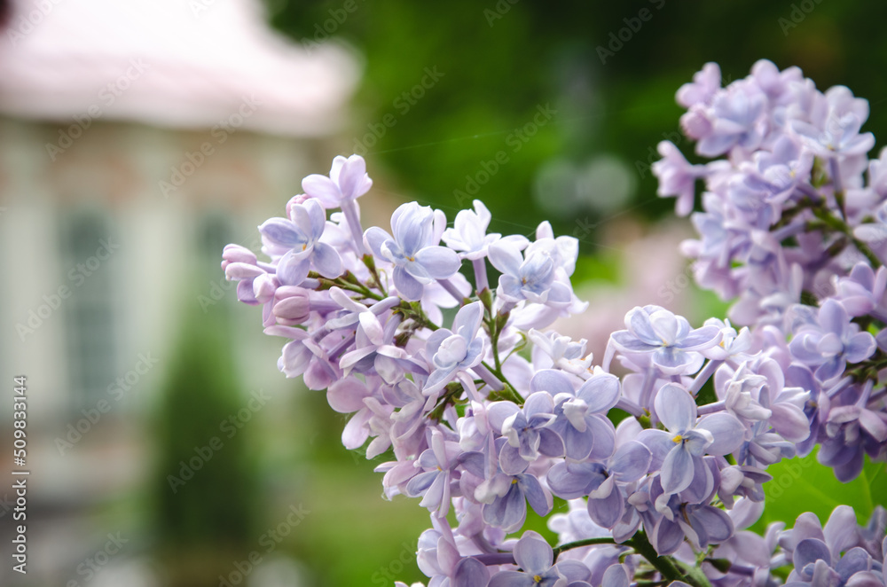 blooming lilacs, beautiful garden with flowering lilac bushes blooming lilacs, beautiful garden with flowering lilac bushes