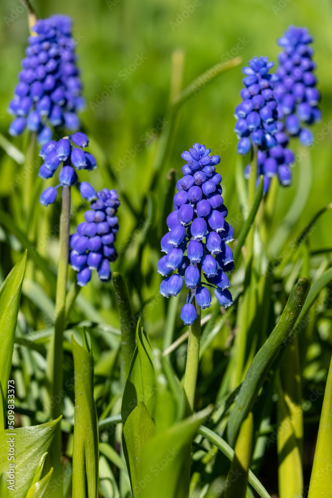 Armenian Viper Bow. Armenian mouse hyacinth. Muscari is Armenian. Muscari armeniacum. Armenian Viper Bow. Armenian mouse hyacinth. Muscari is Armenian. Muscari armeniacum.