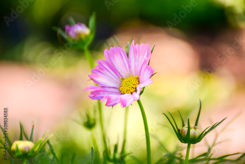 pink cosmos flower