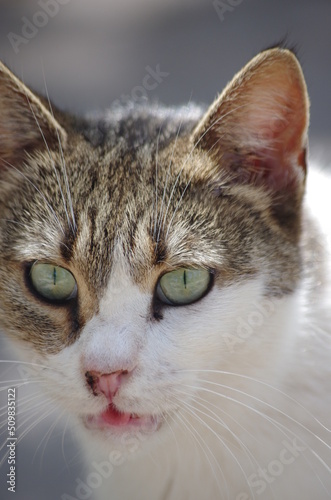 close up portrait of a cat © halityasar