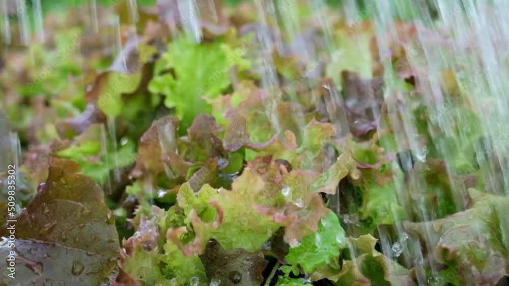 Watering lettuce leaves in the beds in the garden. Watering lettuce leaves in the beds in the garden.