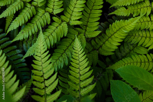 Overgrown fern leaves in the shade  close-up 2