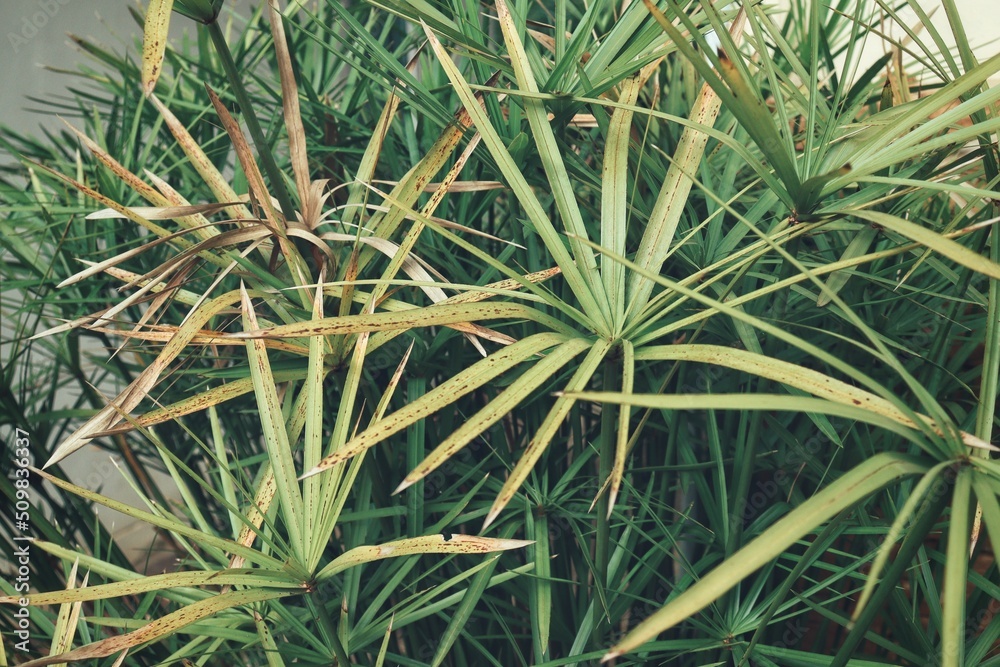 Obraz premium Beautiful of palm tropical leaves
