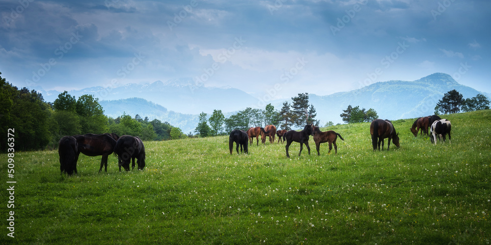 Horses on the meadow Horses on the meadow