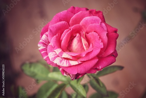 Beautiful of red rose flower vintage style