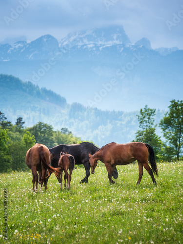 Horses on the meadow © gljivec