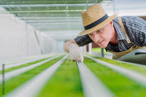 old senior caucasian farmer concentrate focus checking hydroponic soiless  vegetable rack farm in green house with smart technology device,old man business owner cheerful harvest green fresh vagetable © whyframeshot