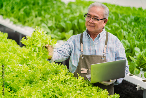 old senior asian farmer concentrate focus checking hydroponic soiless  vegetable rack farm in green house with smart technology device,old man business owner cheerful harvest green fresh vagetable photo