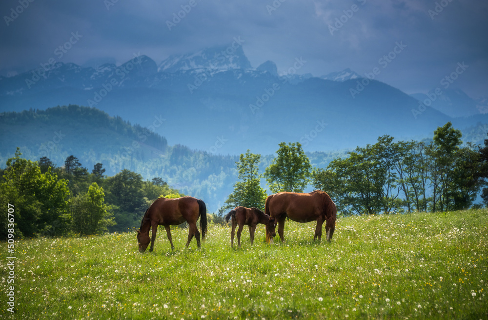 Obraz premium Horses on the meadow