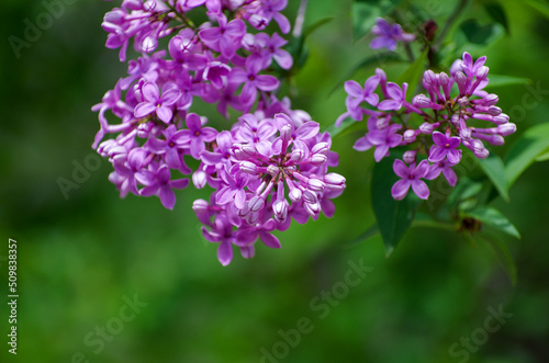 Lilac blossoming branches, Selective focus