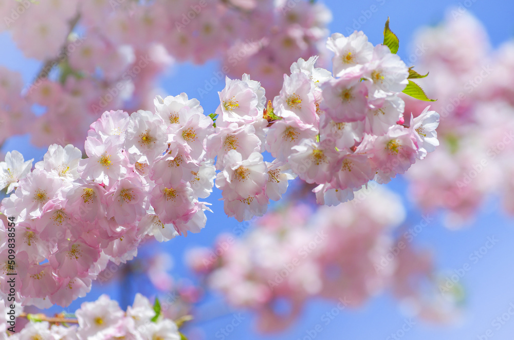 Fototapeta premium Blooming sakura with pink flowers in spring