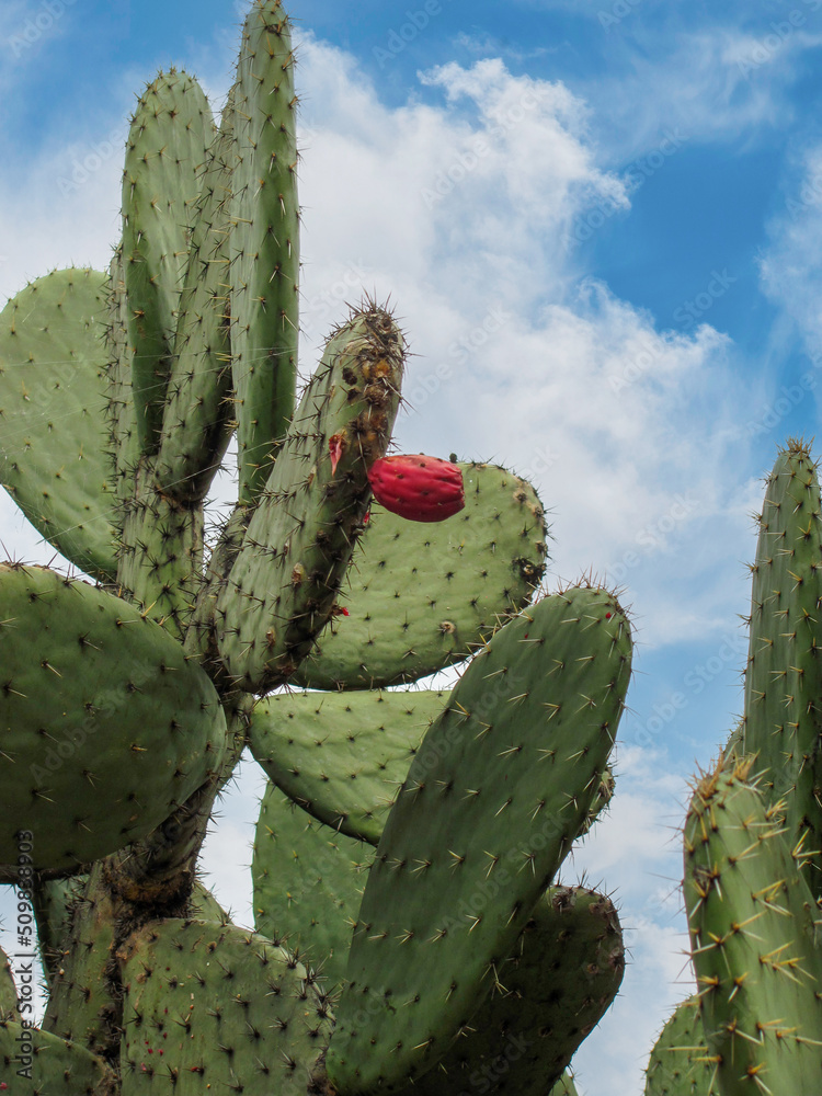 Nopal cactus from Mexico Nopal cactus from Mexico
