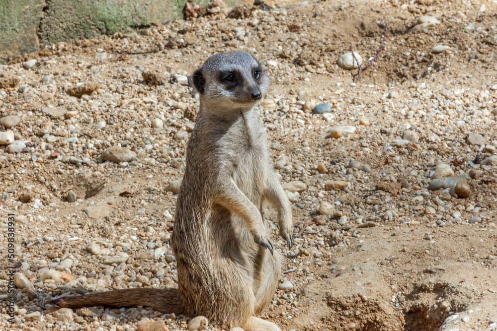 Fototapeta premium Erdmännchen im Straubinger Zoo