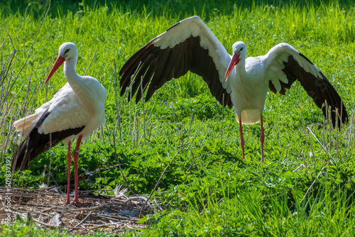 Störche im Straubinger Zoo photo