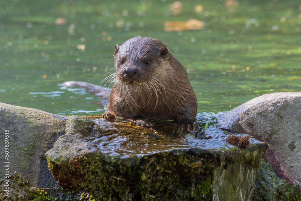 Obraz premium Fischotter im Straubinger Zoo