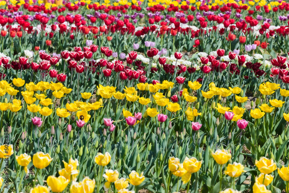 View on a field of cultivation of different varieties of blooming tulips in early spring. Collegno, Italy.