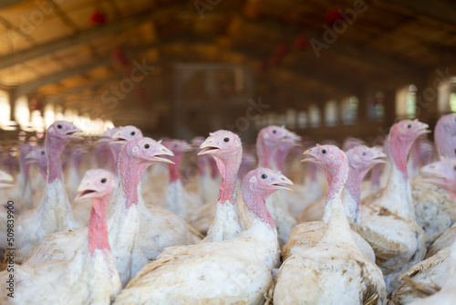 Fattening turkeys crowded into a farm. Poultry industry to provide food. Captive animal breeding concept.	