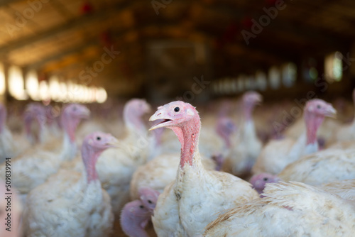 Close-up of a group of turkeys in a poultry farm in Lugo, Spain. Captive animal breeding concept.