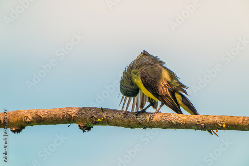 Tropical kingbird photo