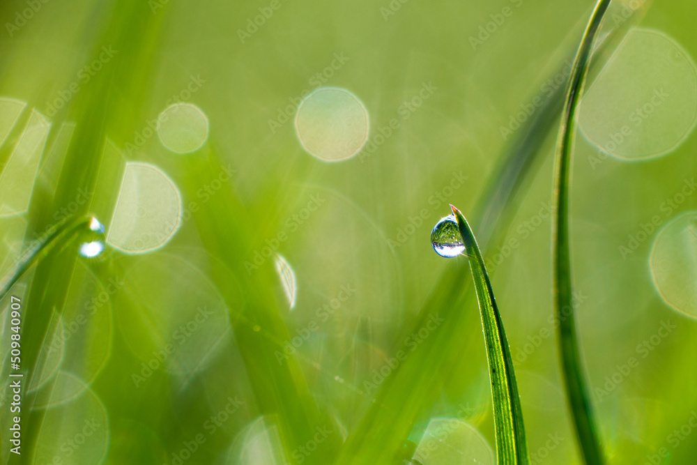 Φωτογραφία Close-up of green blades of grass with dew or rain drops, with sunbeams and bokeh, on a green blurred background