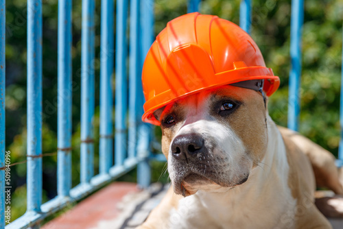 Fotobehang dog breed pit bull terrier in an orange construction helmet behind a blue fence