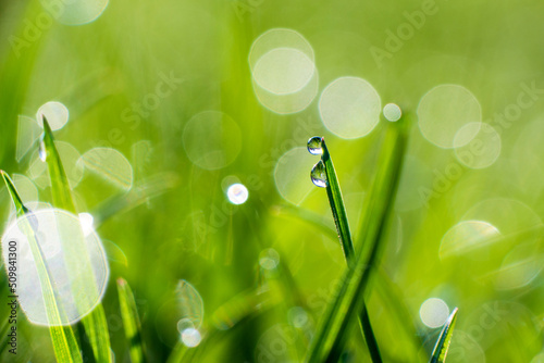 Close-up of green blades of grass with dew or rain drops, with sunbeams and bokeh, on a green blurred background.