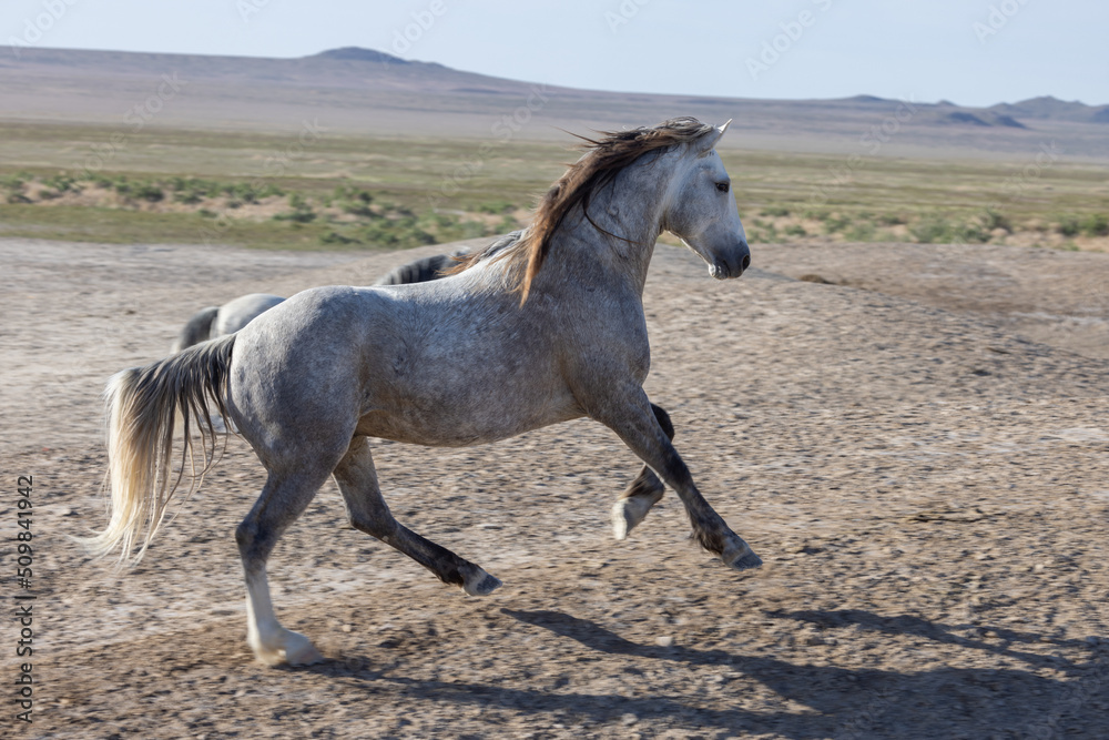 Wild Horse Stallion in the Utah Desert in Springtime