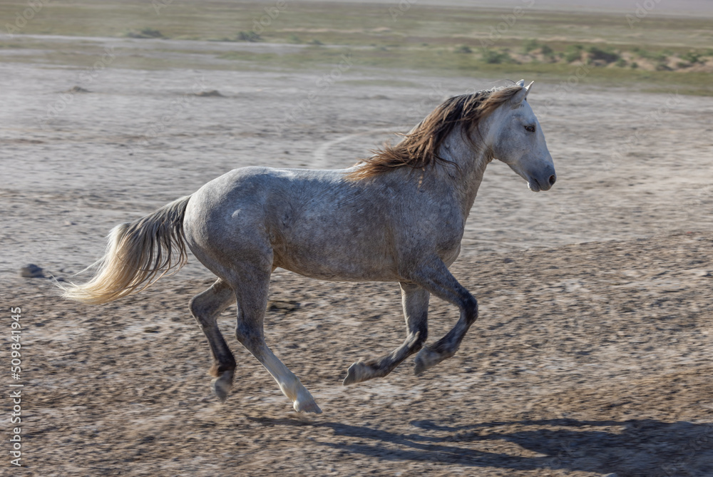 Wild Horse Stallion in the Utah Desert in Springtime Wild Horse Stallion in the Utah Desert in Springtime