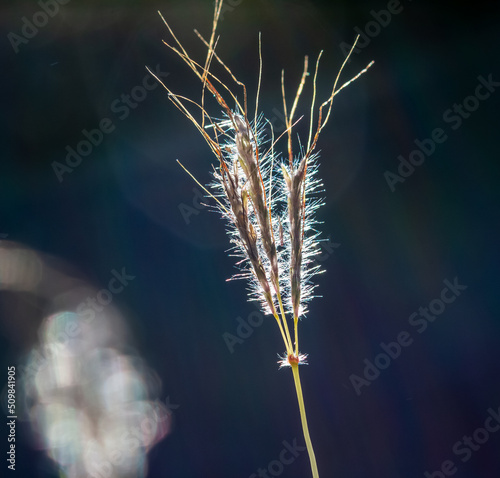 Grass against sky