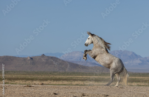 Wild Horse Stallion in the Utah Desert in Springtime