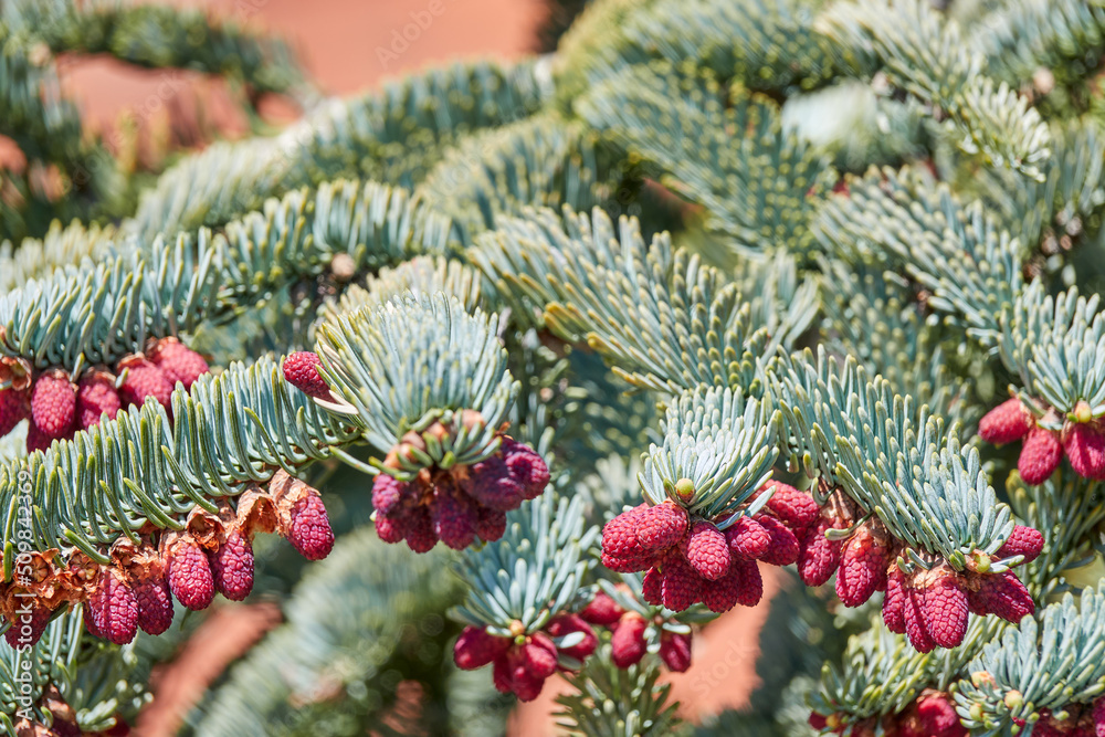Abies procera, noble fir, also called red fir and Christmas tree, is