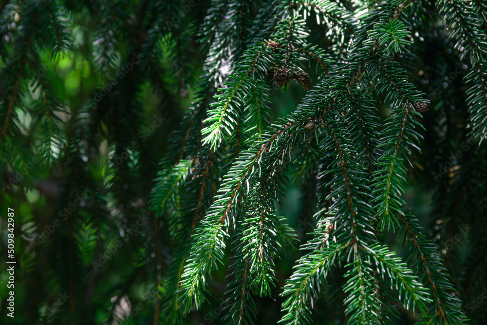 Branches of a coniferous tree. Spruce. Photo of nature.
