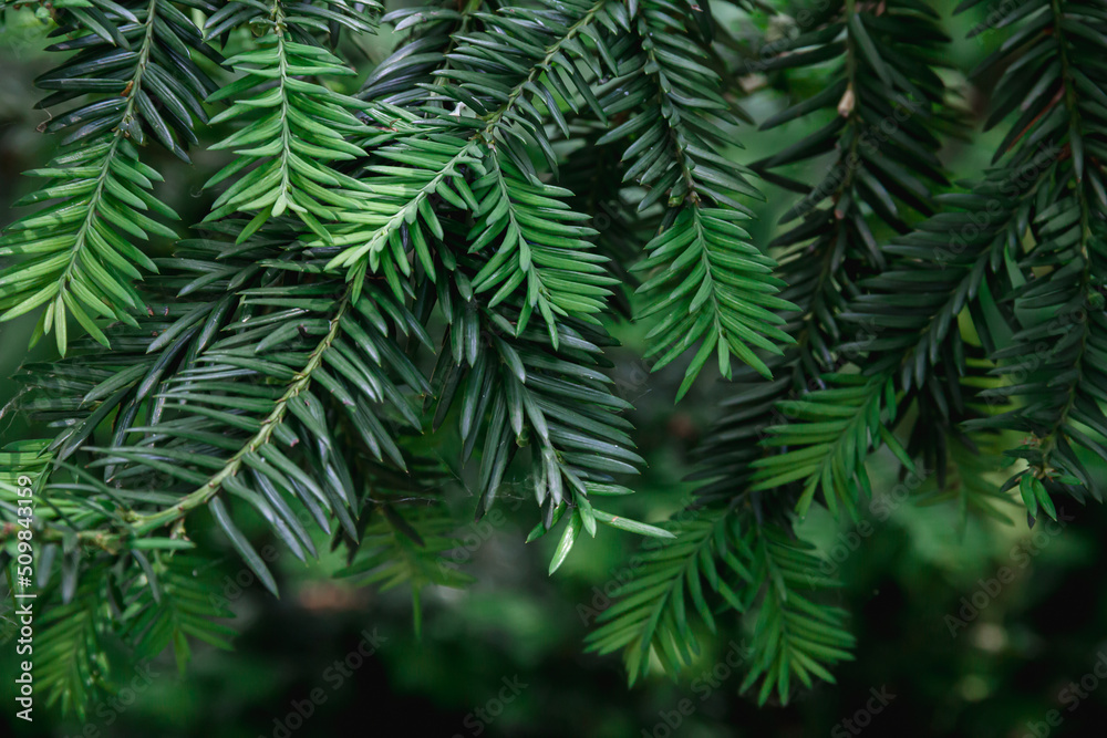 Branches of a coniferous tree. Spruce. Photo of nature.