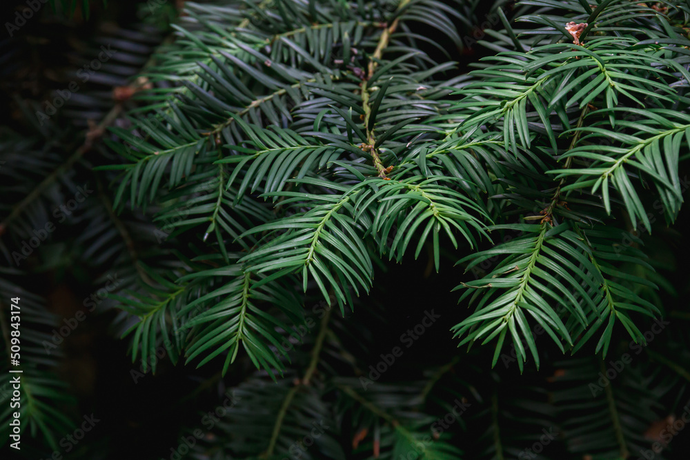 Branches of a yew plant on a dark background. Photo of nature.
