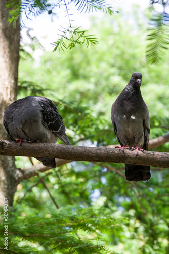 Wild pigeon peck grain in a tree feeder in the park.